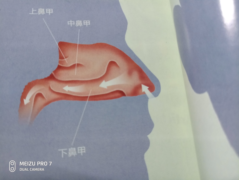 科技 自然 文科生的日常科普(一)鼻塞而那三块儿突入鼻腔的鼻甲,算是