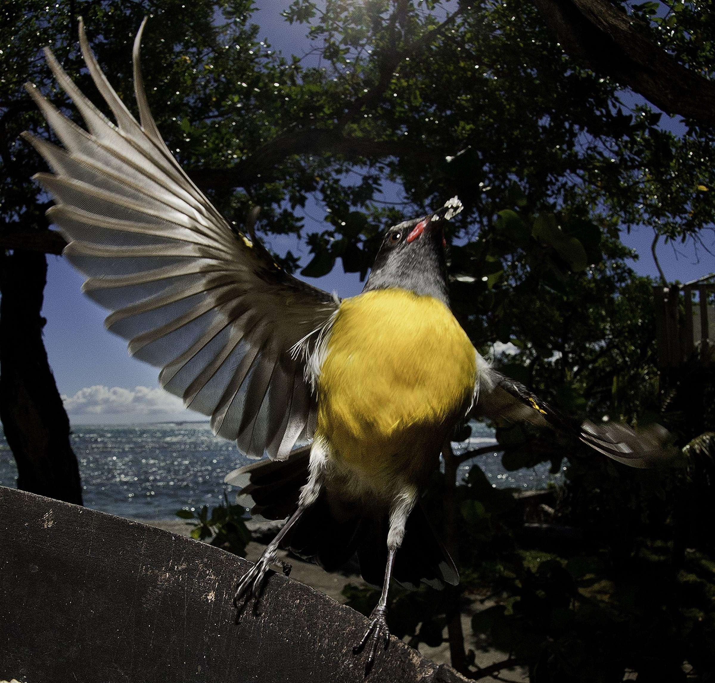 食蜜鸟:食蜜鸟(sugarbird).photograph by bruce thionville