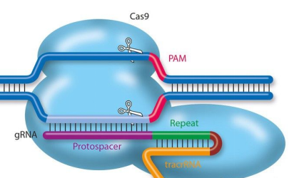 sgrna全称 090a517fb353b24880eb26cdfbd813a333b850e0.png