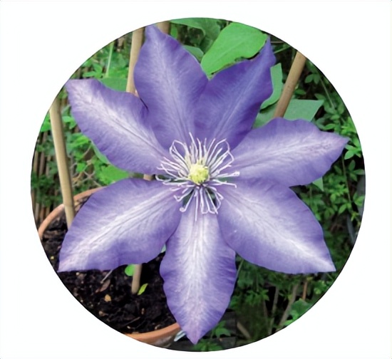 花朵的隐秘几何4:暴力拆解花朵的几何结构 (从6瓣到13瓣)