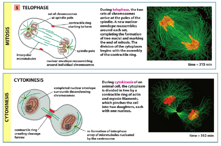 telophase and cytokinesis