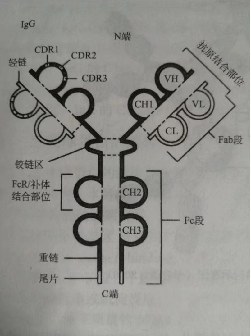 5分钟了解免疫—抗体系统