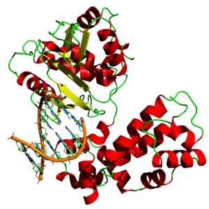 dna聚合酶在复制中的作用是什么