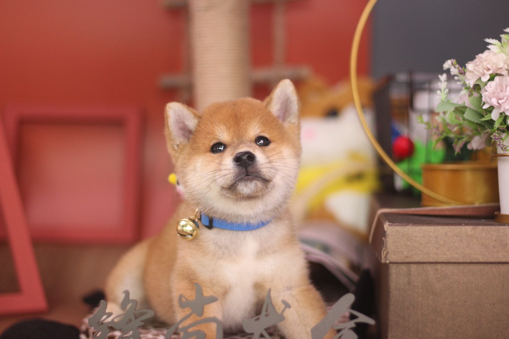 为啥养柴犬?答:卖萌我只服它