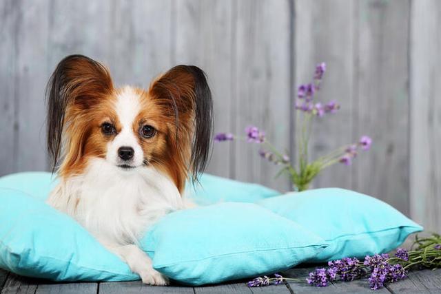 蝴蝶犬跟蝴蝶有关系吗蝴蝶犬这种狗狗会容易养吗