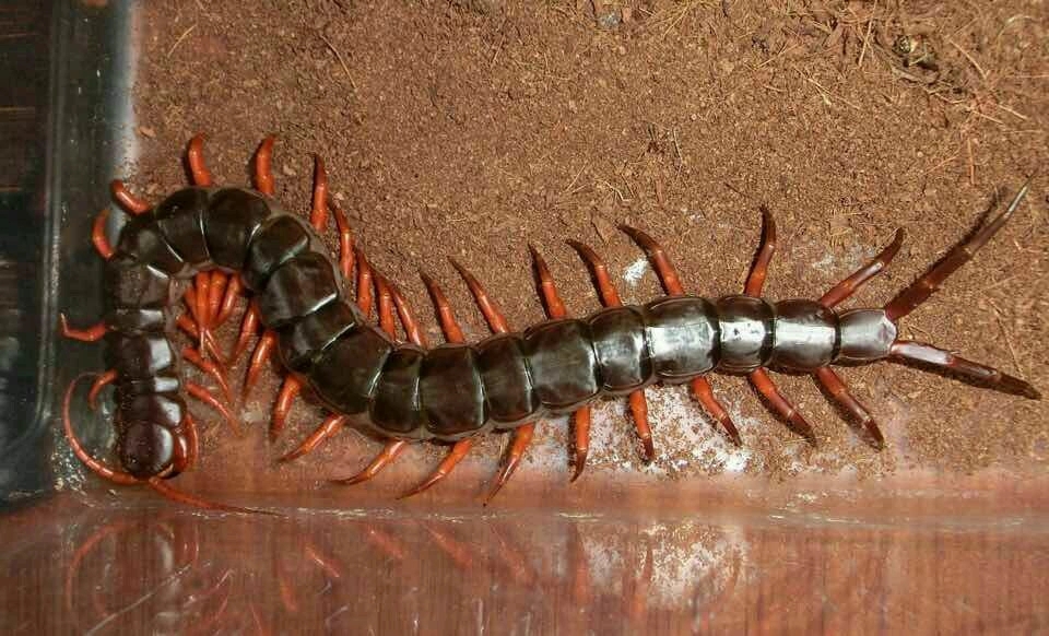 尖盲蜈蚣科scolopocryptopidae 无眼,23对,有足体节. 5.