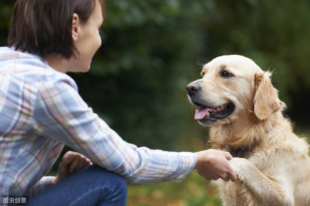 狗狗秘密:金毛并不是犬界的"大暖男",它仅对人类友好