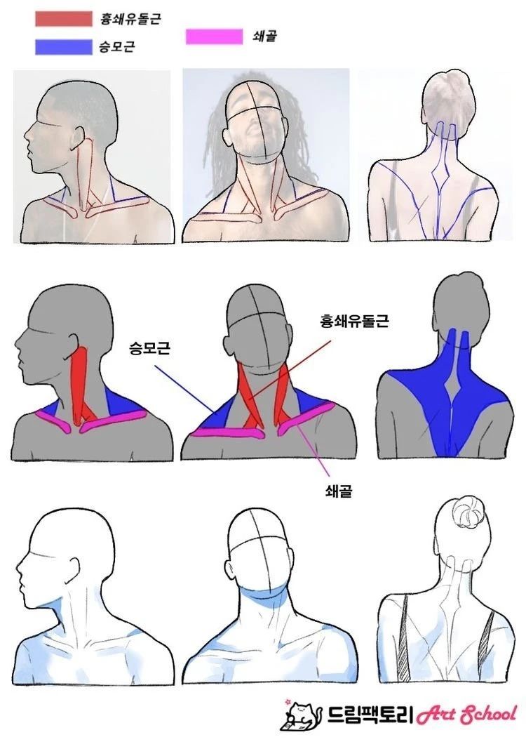 肩颈部位的肌肉不会画?试试这组人物绘画素材!