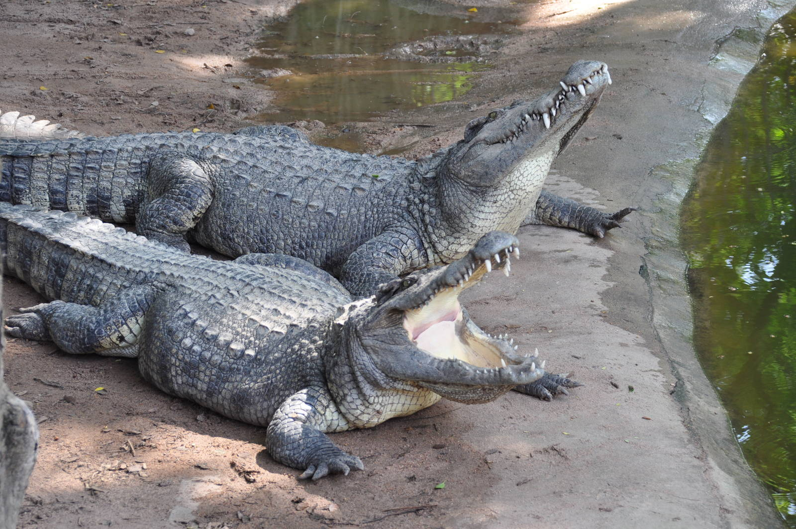 【其它生物】鳄目(crocodilia/crocodylia owen, 1842