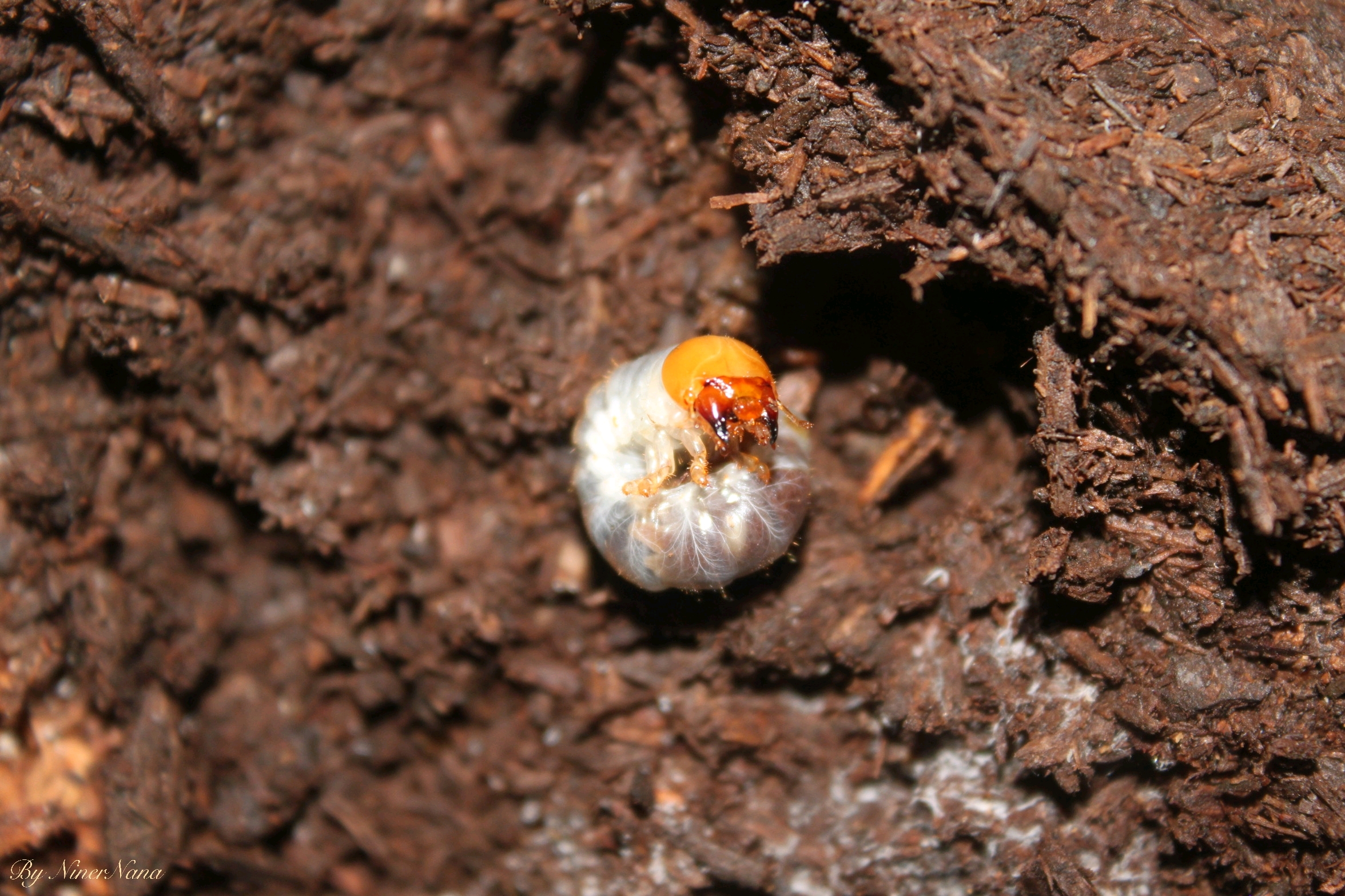 北峰中大锹形虫dorcus hopei hopei幼虫(写真)