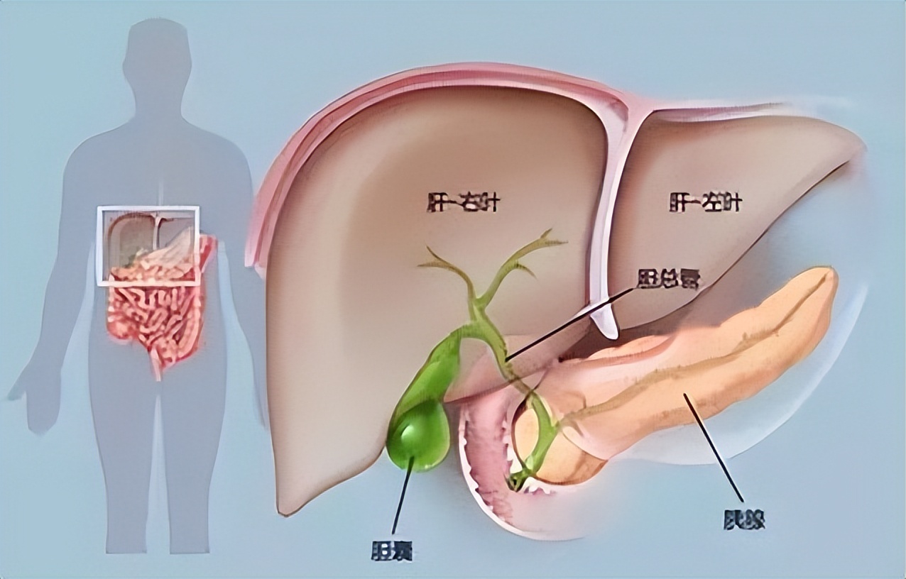 肝胆内科医生常用的15种调理肝胆的中成药，便宜又好用！