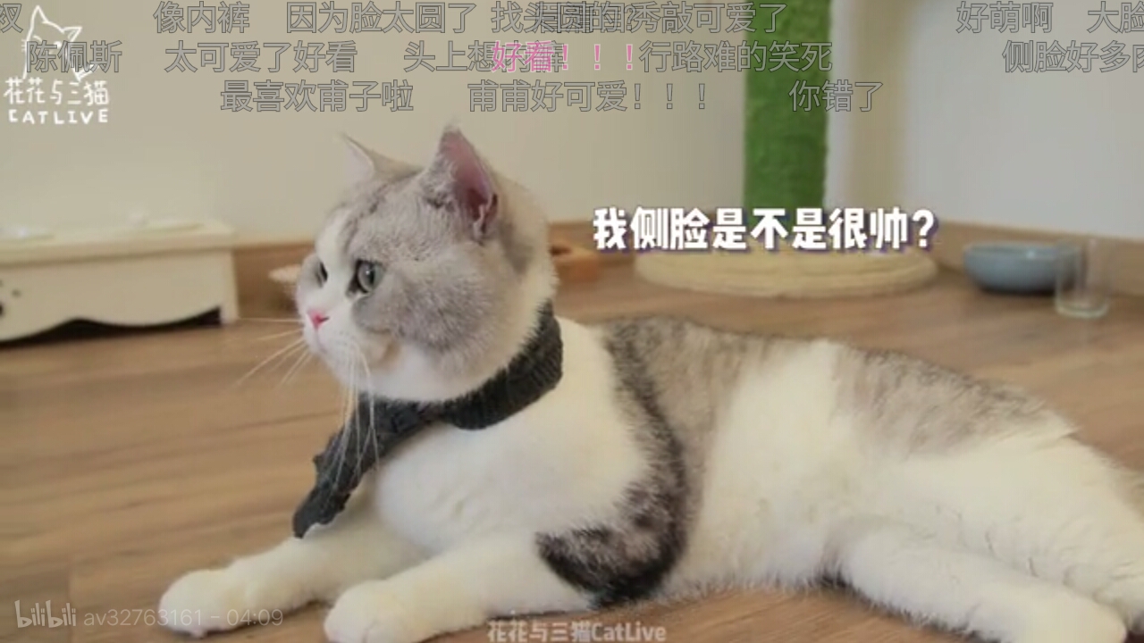 【云养猫】b站吸猫指南┃花花与三猫中分陈皮李白杜甫