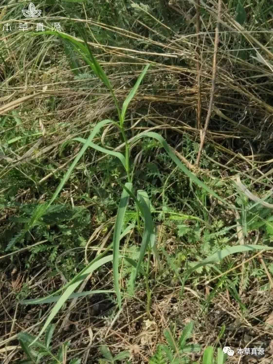 南柴胡原植物 2014年6月承德