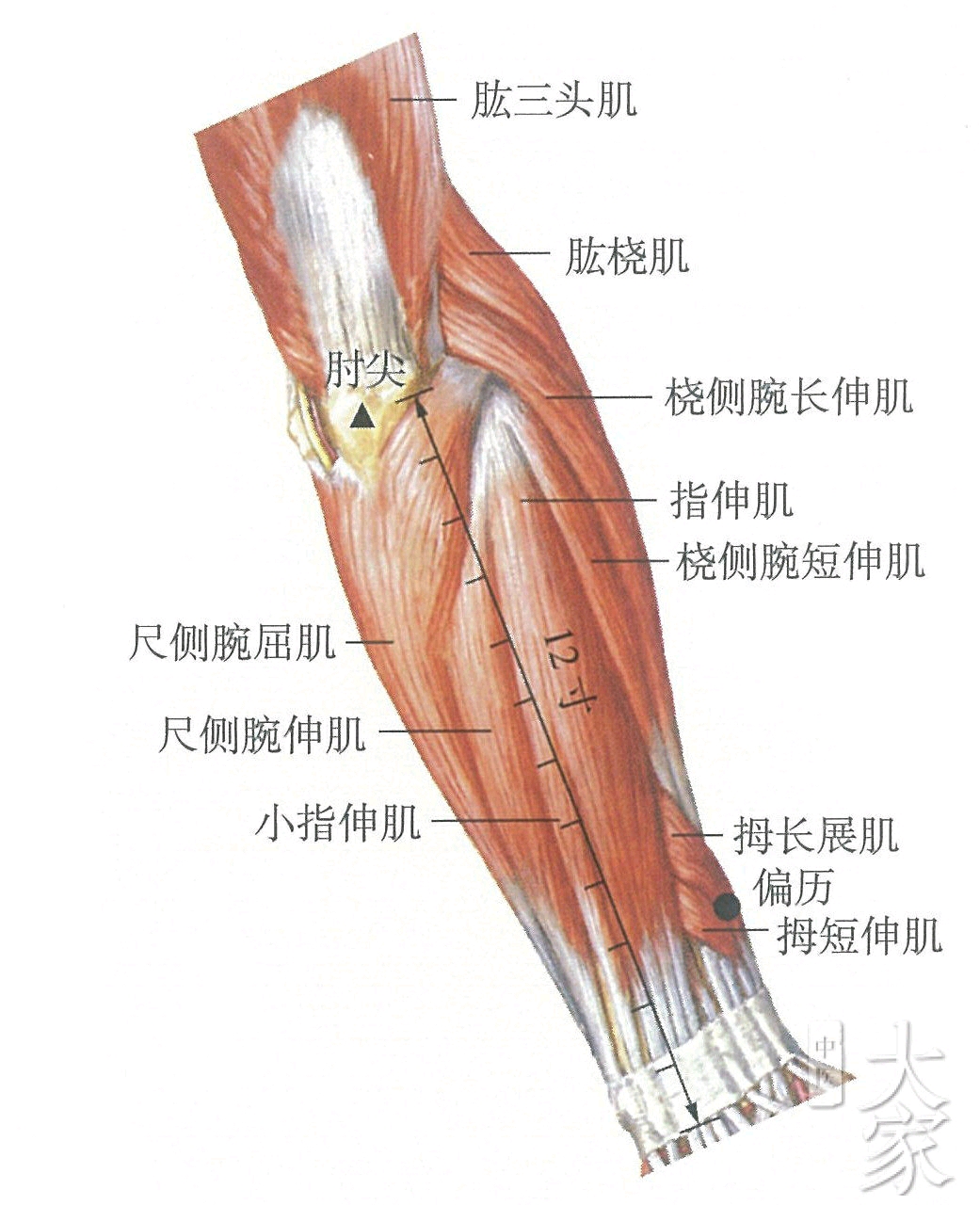 通里:在前臂前区,腕掌侧远端横纹上1寸,尺侧腕屈肌腱的桡侧缘.