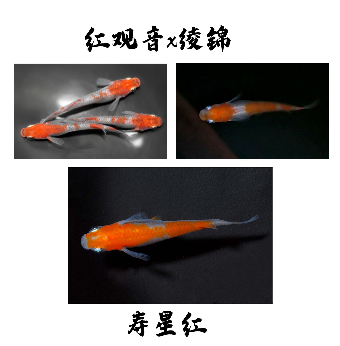 你所不知道的观背青鳉——品种科普第七期 小町,云州,ranni,万叶,乌城