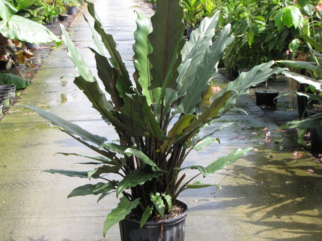 【植物图鉴】word alocasia 世界海芋02