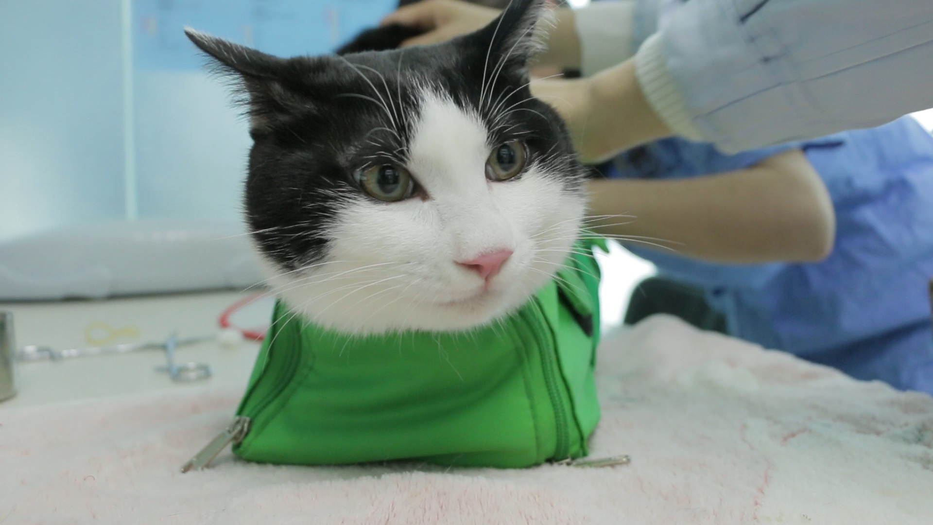 猫咪被绝育,女主人悲痛欲绝全程记录,竟然做成搞笑记录片!?