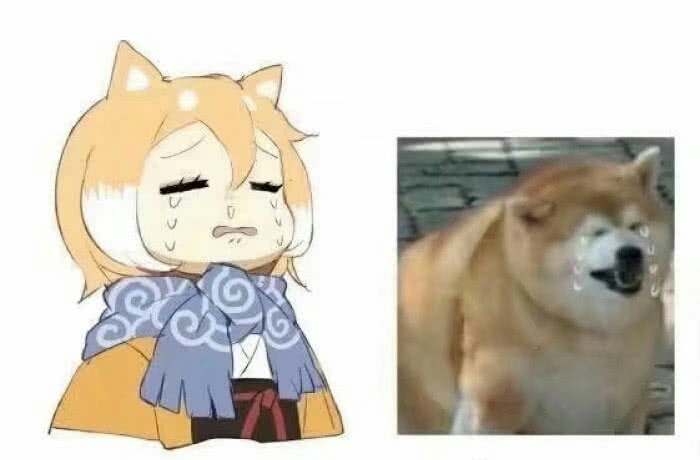 [表情包专题]柴犬娘化真的可爱奈( . )