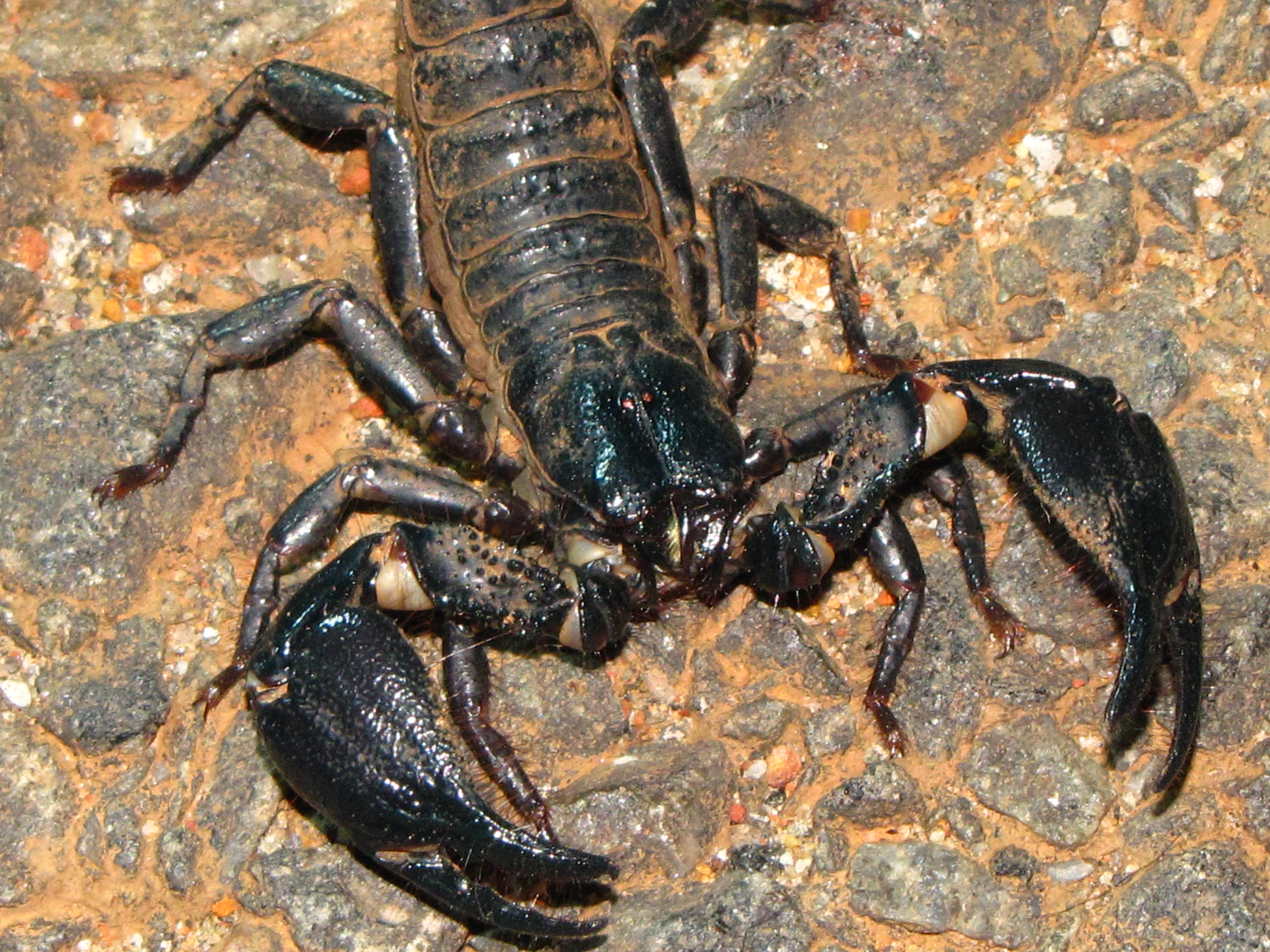 蝎 相较于佩氏那些,雌性孟加拉的螯钳有很多明显小凹孔,这点与蓝青