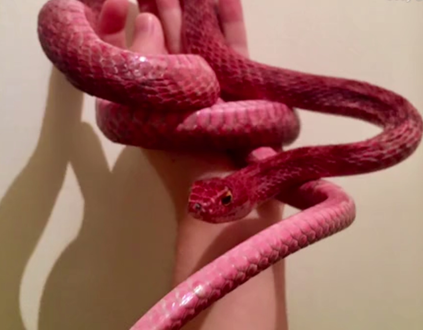 粉色的蛇?世界上唯一能带有热粉色基因的蛇:马鞭蛇