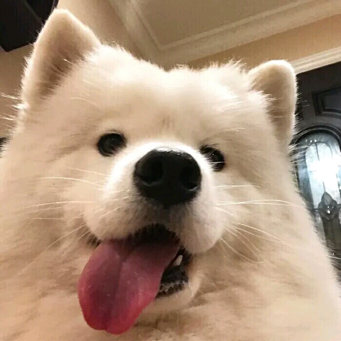 早安鸭