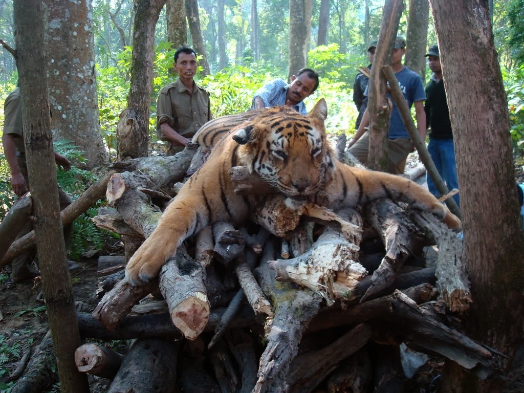 卡齐兰加的老虎图集领略下全世界最大的野生大猫种群上