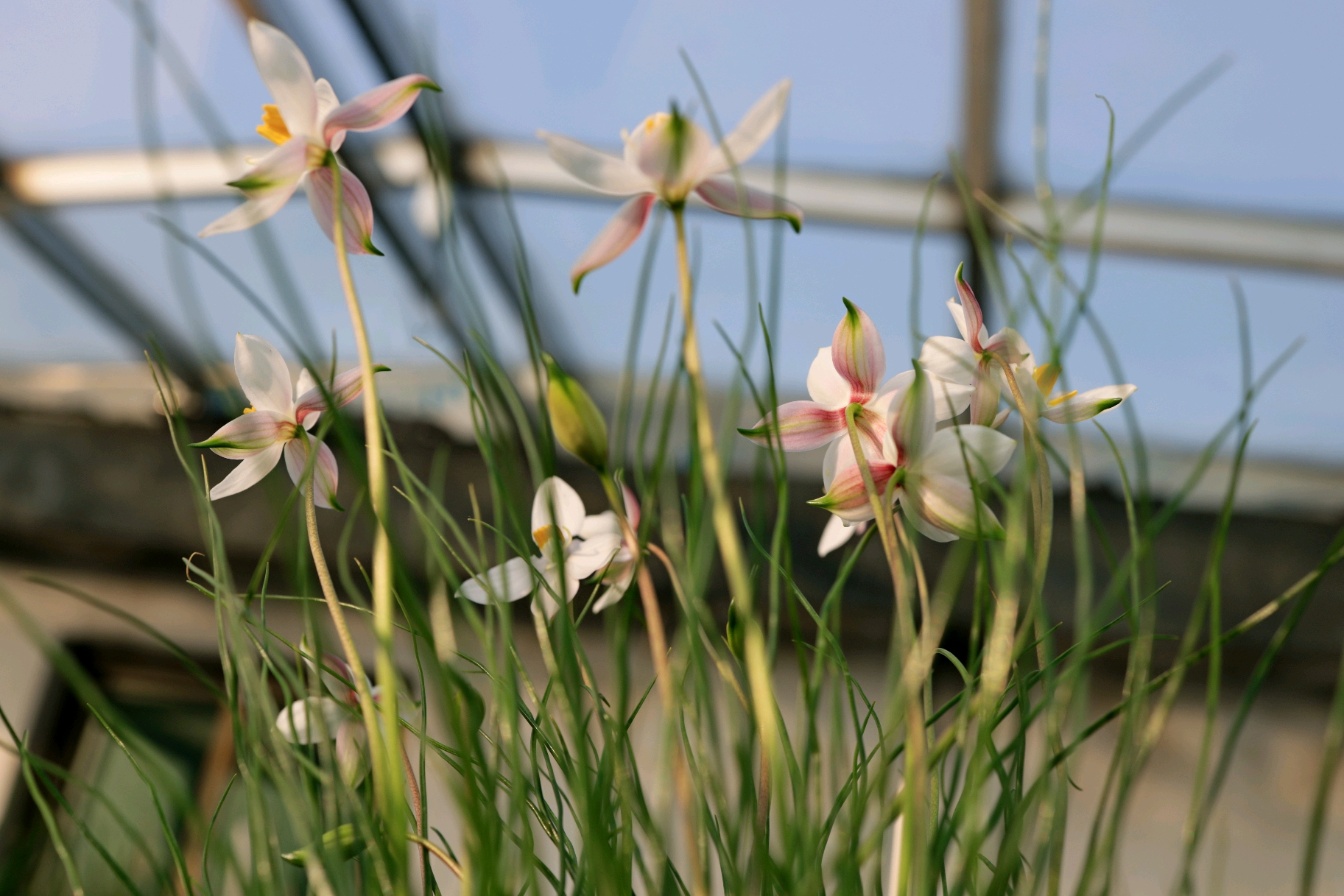 美丽月光花