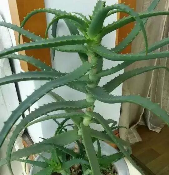 木立芦荟/日本铝板1060平芦荟图片