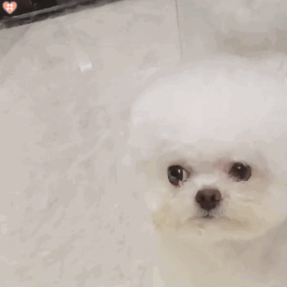 表情包 | 狗狗 萌宠沙雕系列