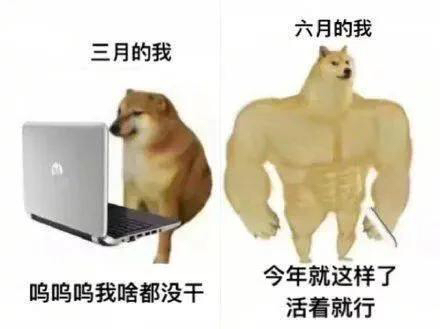 一只被p的超有肌肉感柴犬(swole doge或buff doge)和另一只小废柴(che