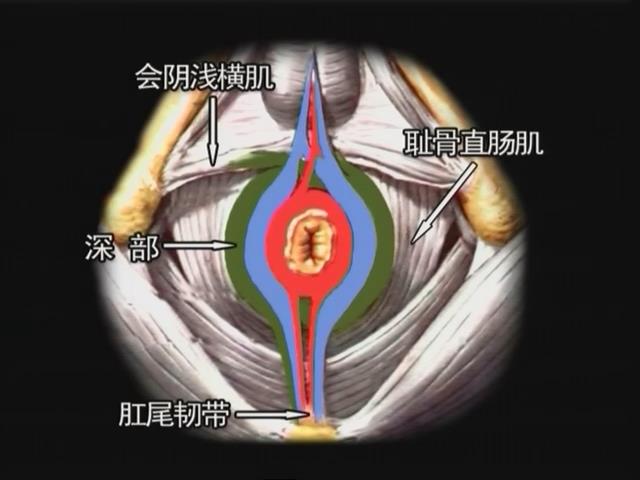 肛门括约肌