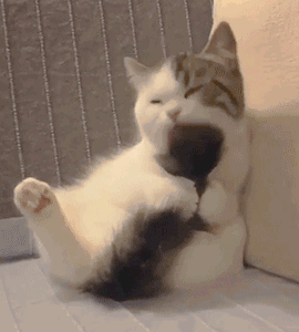 270_300gif 动态图 动图