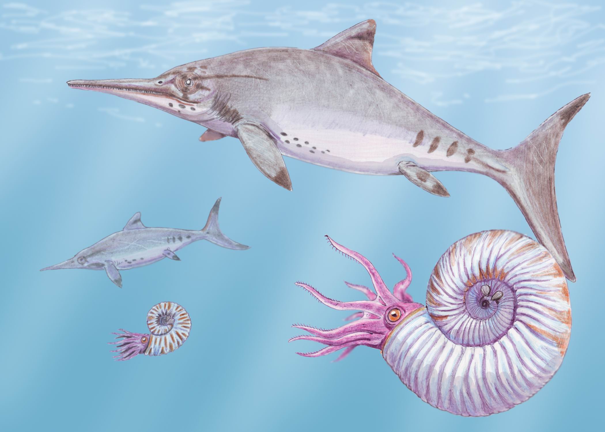图注:生活在中生代海洋中的鱼龙,图片来自网络