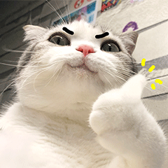 小猫泡芙表情包