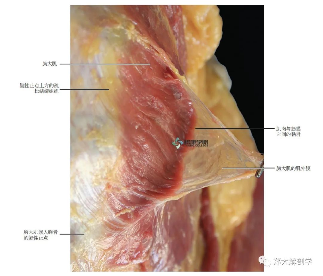 胸大肌的肌外膜性筋膜