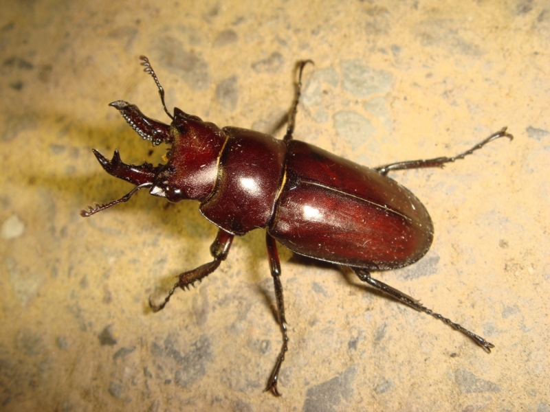 大卫鬼锹甲 prismognathus davidis