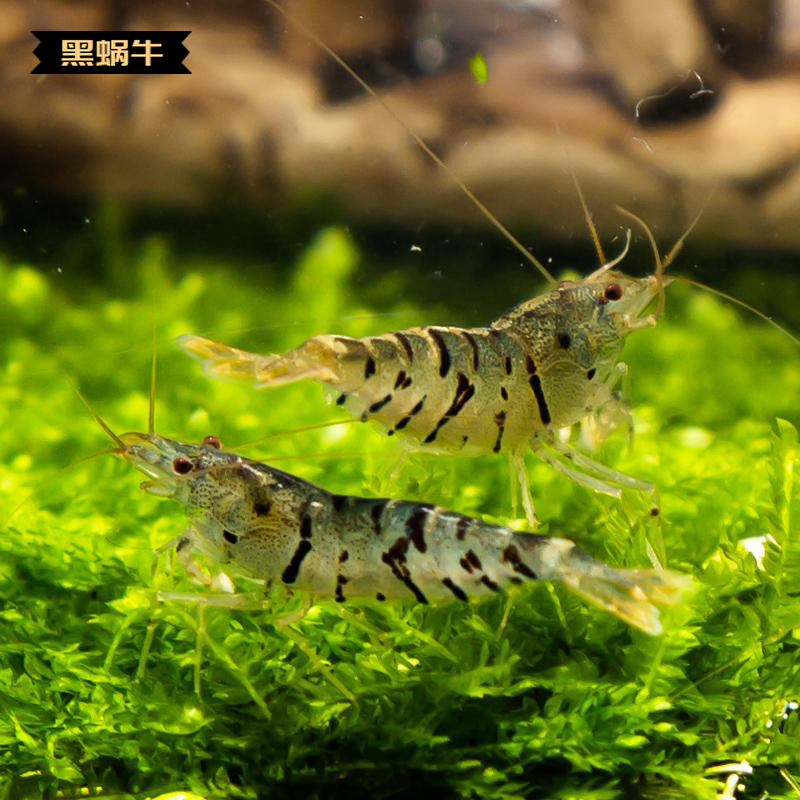 大咖带你解密红白水晶虾养殖(繁殖)难点