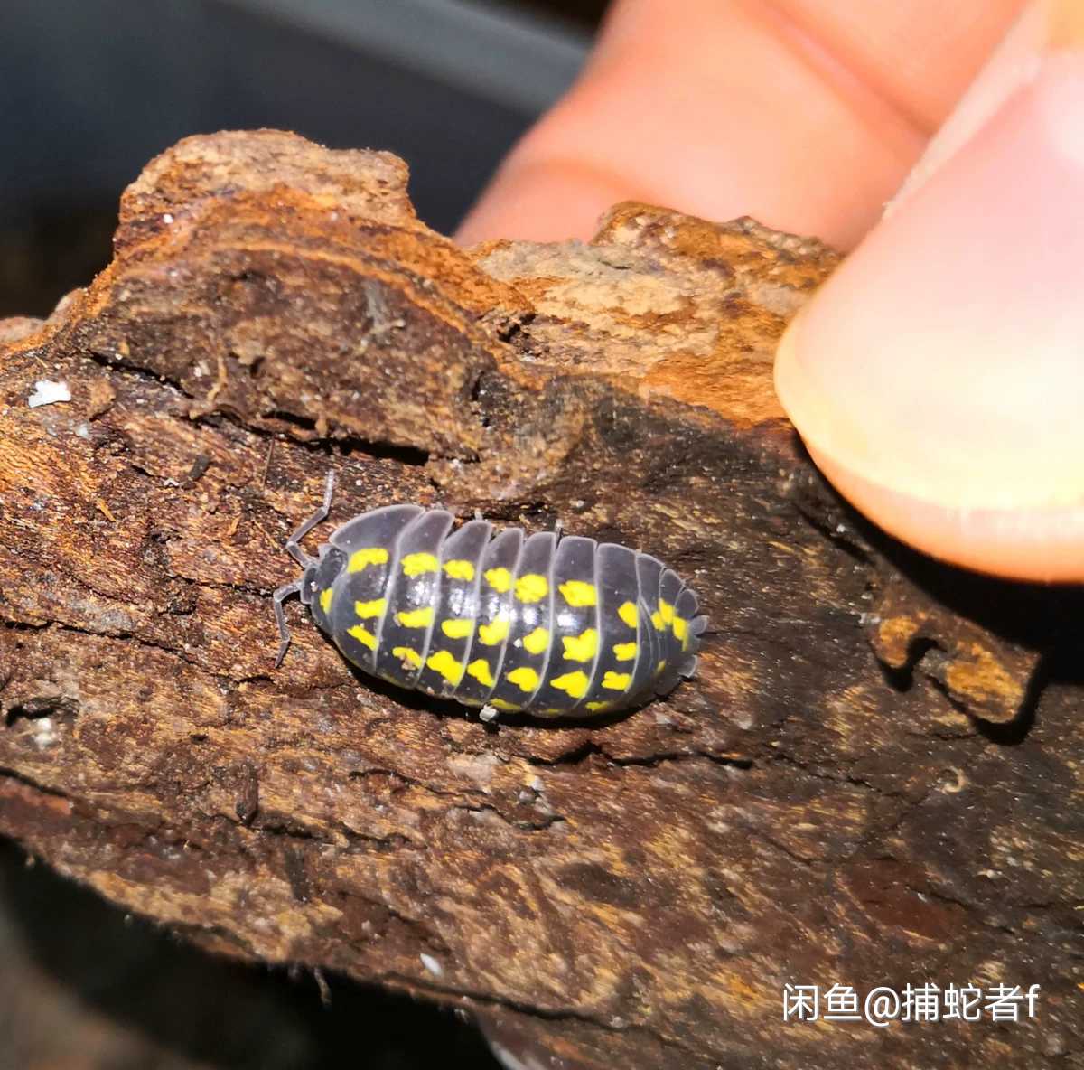 宠物鼠妇部分品种欣赏一