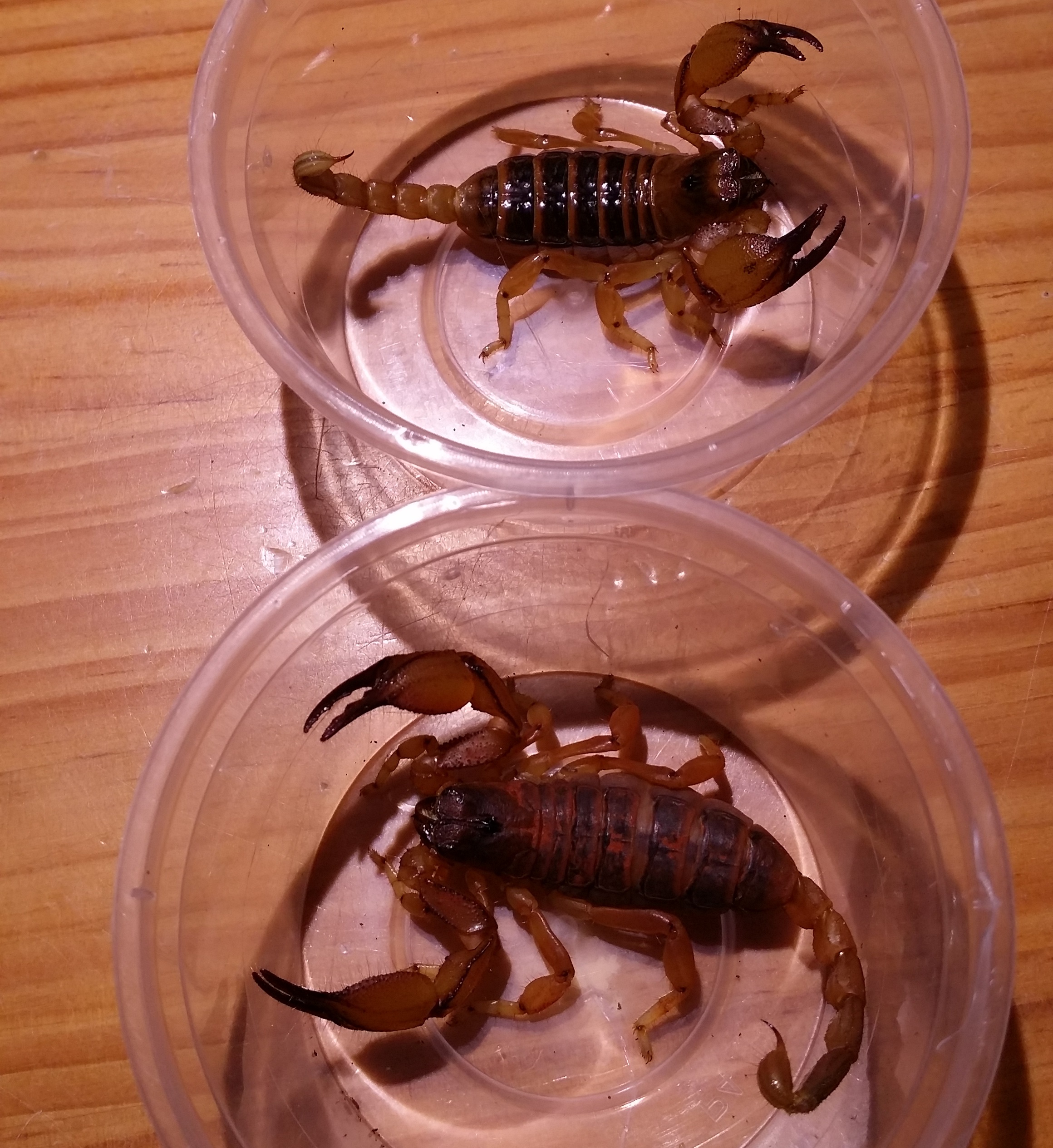 伯氏后目蝎 opistophthalmus boehmi(上母下公)