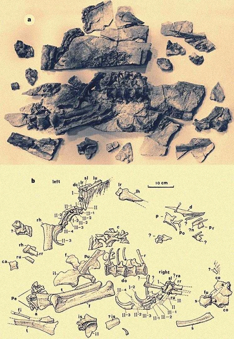 学名:beipiaosaurus,意思是"来自北票的蜥蜴" 身长体重:体长约2.