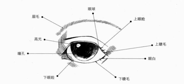 比如当人仰视时,眼睛向上看,上眼皮就会遮挡住一部分瞳孔,眼睛的形状
