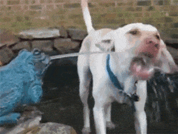 喜欢拉布拉多的四大理由,让我心动了