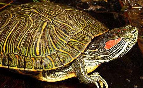 巴西龟为什么不能放生?