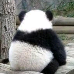 熊猫背影抽烟表情包