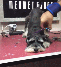 为了让喜欢卖萌的狗狗们过个凉爽夏天,铲屎官们也是煞