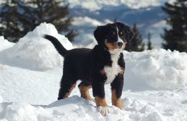 喜乐蒂牧羊犬原产苏格兰,因产地原因得名shetland sheepdog,简称shelt