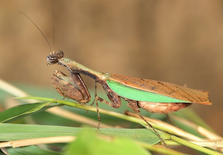 【其它生物】螳螂目(mantodea)全目分类,所含物种及属名译名参考【ii