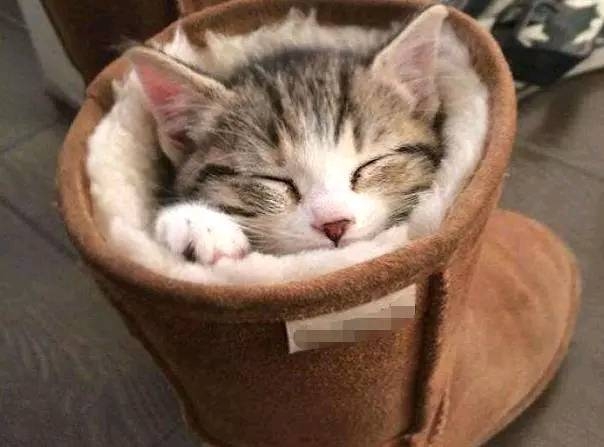 测试,萌猫头像来一波