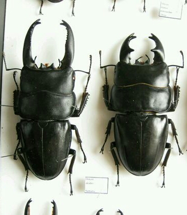 苏门答腊宽扁锹甲 dorcus alcides