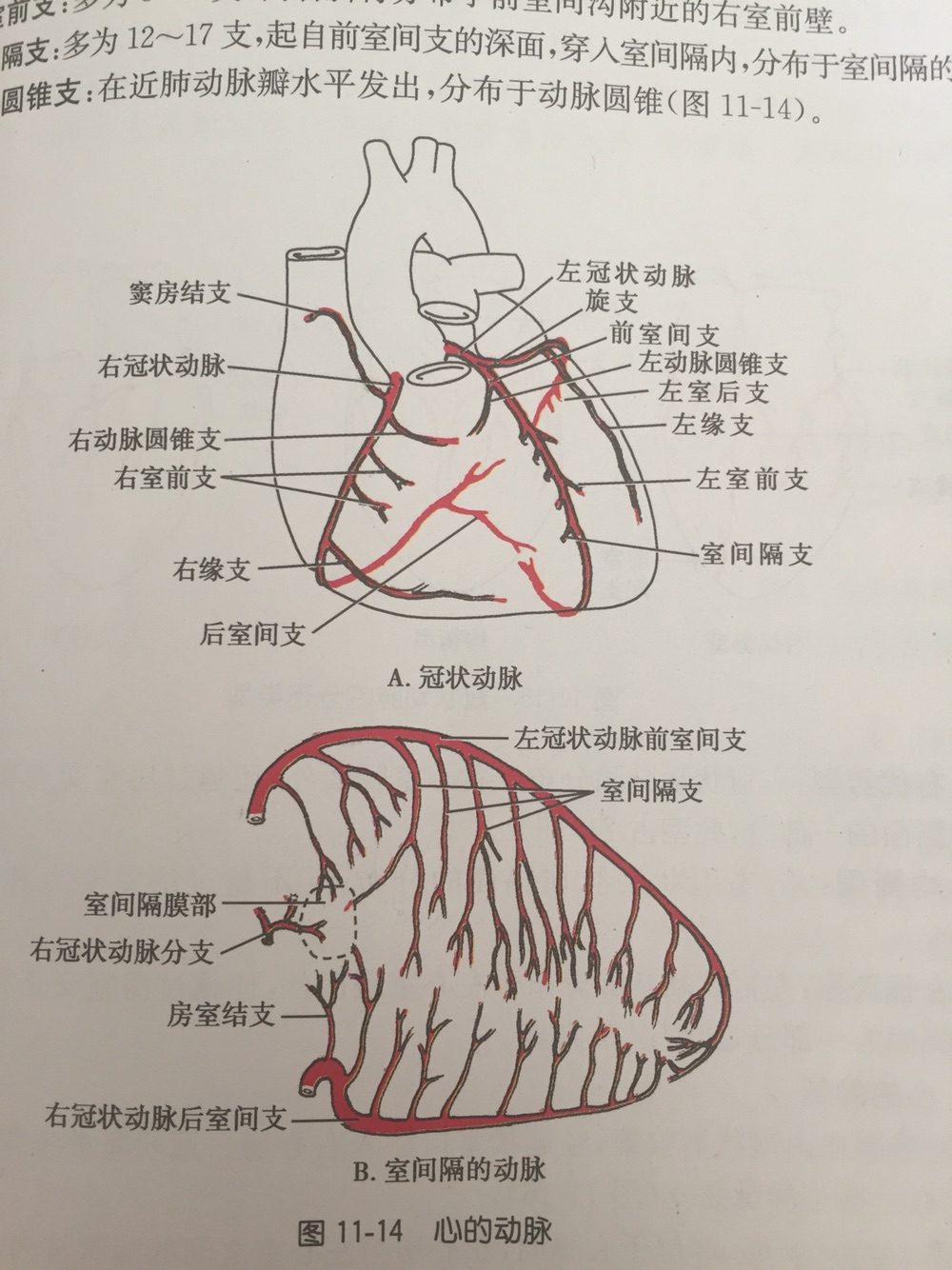 升主动脉会发出左,右冠状动脉,左,右冠状动脉分别发出各自的分支